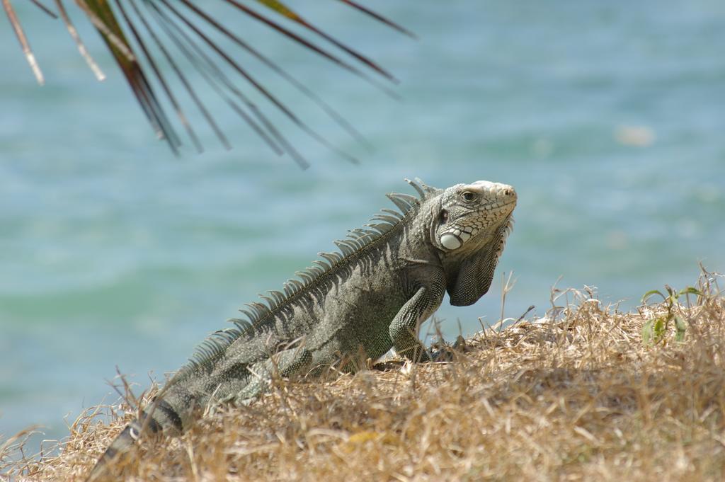 Kaz Creole Aventure Tropicale Insolite, Fibre, Jardin Et Jacuzzi Prives Saint-Francois  Εξωτερικό φωτογραφία